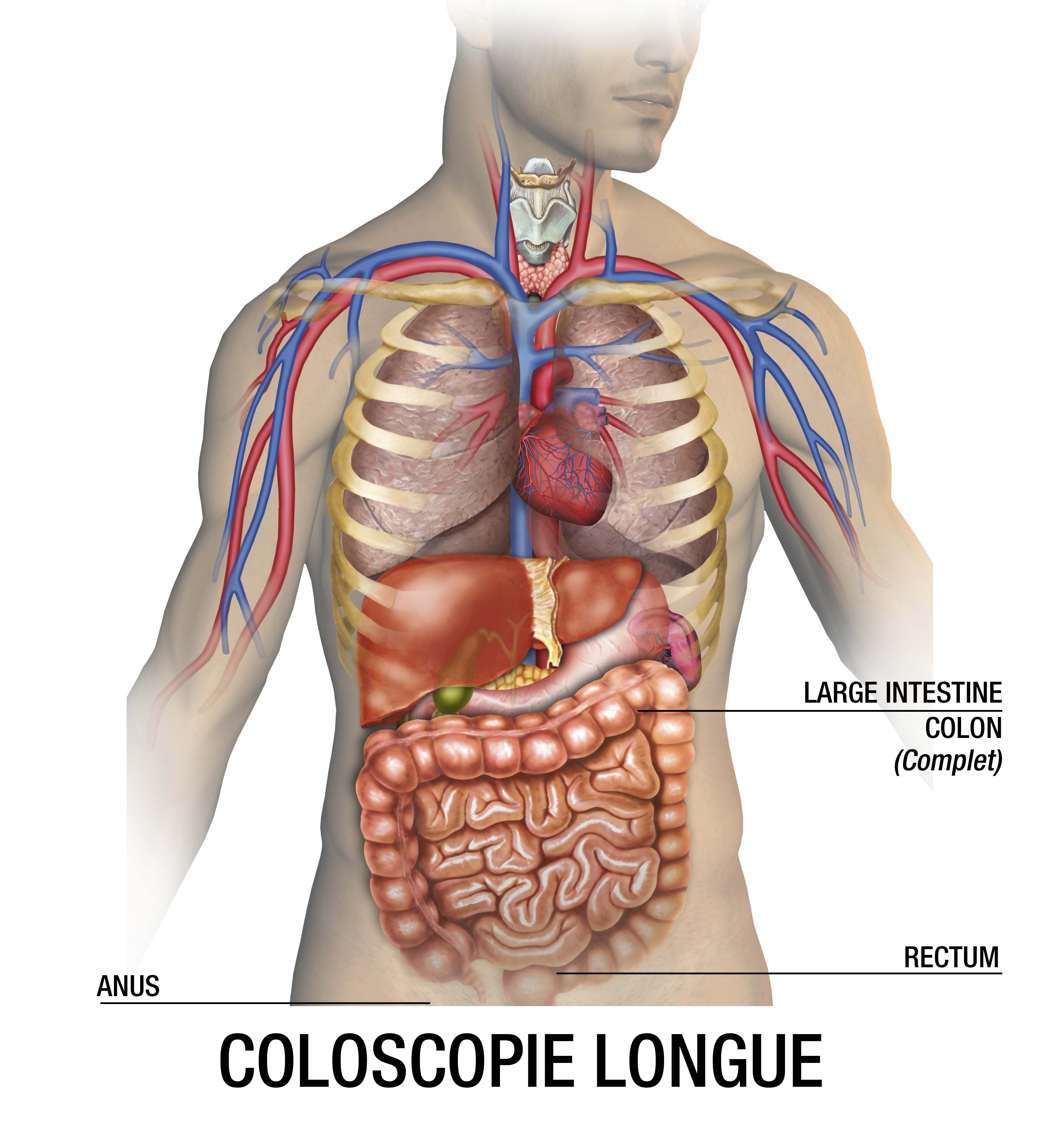 Coloscopie longue Examen coloscopie longue Coloscopie longue Examen coloscopie longue